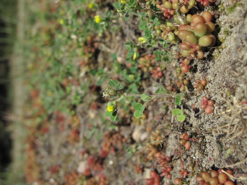 Medicago minima